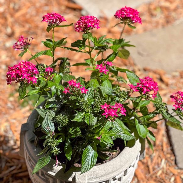 Schaefbauer home on Munson Lake pink flowering plant