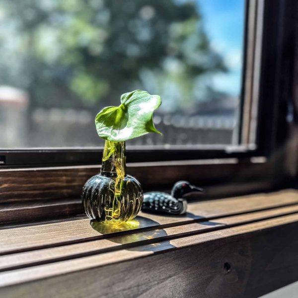 Spicer Home on Pelican Lake • A plant sprout and Loon figurine on the kitchen window sill