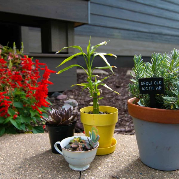 Briard Construction Model Home Potted Plants